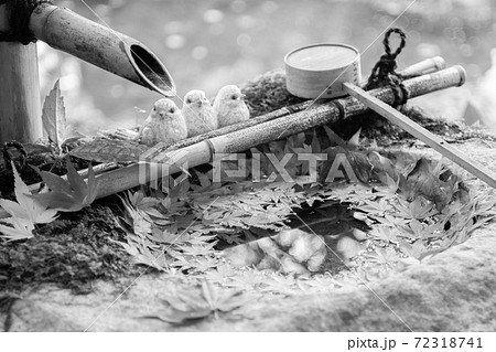 【セピア】柳谷観音の花手水 【セピア】柳谷観音の花手水 72318741