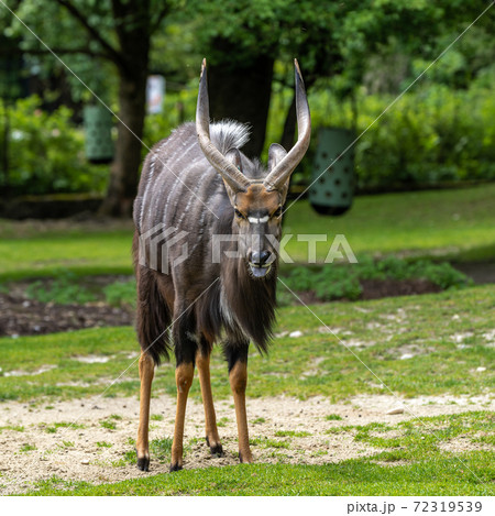 Nyala Antelope - Tragelaphus angasii. Wild life animal. 72319539