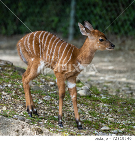 Baby Nyala Antelope - Tragelaphus angasii. Wild life animal. Baby Nyala Antelope - Tragelaphus angasii. Wild life animal. 72319540