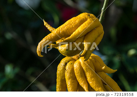 Citrus medica or the fingered citron, is an unusually shaped citron variety Citrus medica or the fingered citron, is an unusually shaped citron variety 72319558