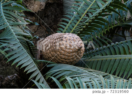 The fruit of Ceratozamia mexicana , a species of plant in the family Zamiaceae 72319560