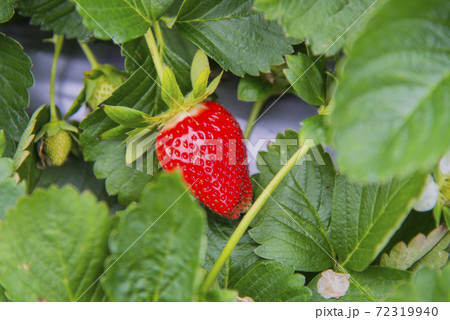 イチゴ いちご 苺 72319940