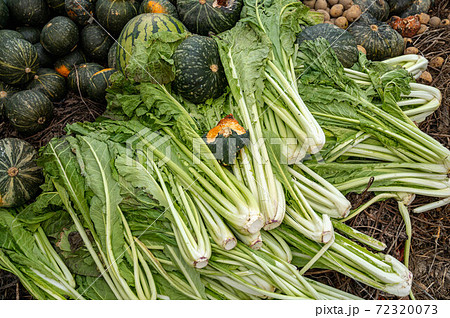 腐葉土になる捨てられた野菜 腐葉土になる捨てられた野菜 72320073