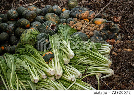 腐葉土になる捨てられた野菜 72320075