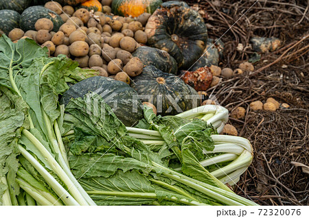 腐葉土になる捨てられた野菜 腐葉土になる捨てられた野菜 72320076