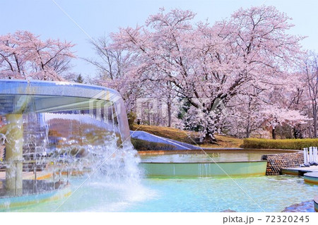 水辺に咲くソメイヨシノ 水辺に咲くソメイヨシノ 72320245