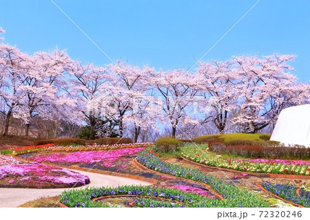 満開のソメイヨシノと華やかな花畑 満開のソメイヨシノと華やかな花畑 72320246
