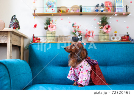 お正月を楽しむダックスフンド 72320465