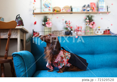 お正月を楽しむダックスフンド お正月を楽しむダックスフンド 72320520