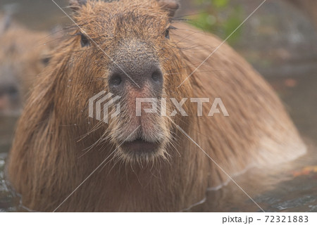 可愛いカピバラ 72321883