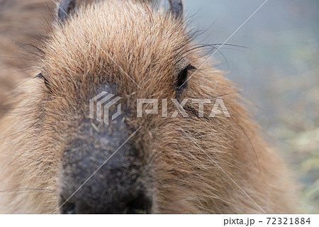 カピバラさん 72321884