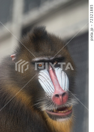 マンドリル 72321885