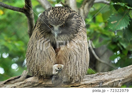 神の鳥シマフクロウ 72322079