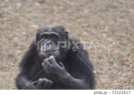 表情豊かなチンパンジー 表情豊かなチンパンジー 72322617