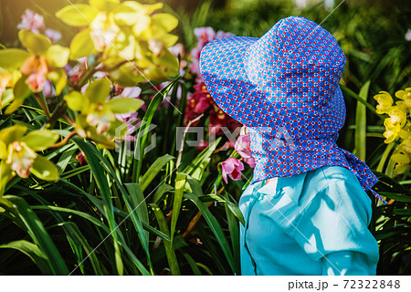 worker gardener is taking care of the orchid flower in garden. Agriculture, orchid Plantation cultivation. Cymbidium Orchid 72322848
