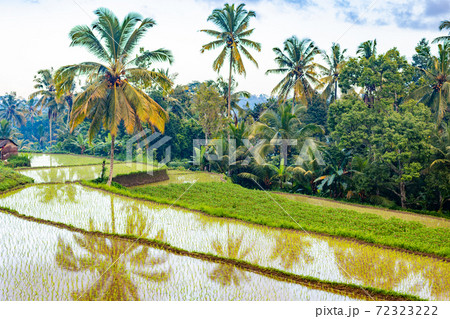 バリ島の田園風景 バリ島の田園風景 72323222