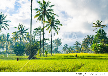 バリ島の田園風景 バリ島の田園風景 72323223