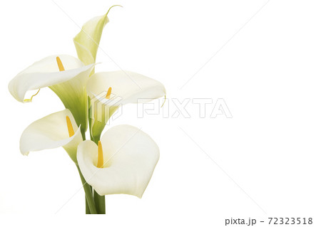 Bouquet blooming calla lilly flowers isolated on a white background with copy space Bouquet blooming calla lilly flowers isolated on a white background with copy space 72323518