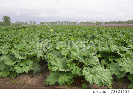 Agricultural field with rhubarb plants Agricultural field with rhubarb plants 72323557