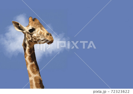 Portrait of a giraffe on a blue sky with space for copy 72323622