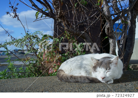 藍島の猫 藍島の猫 72324927