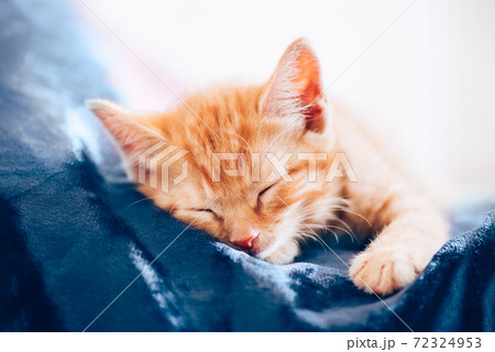 Cute ginger kitten sleeps Cute ginger kitten sleeps 72324953