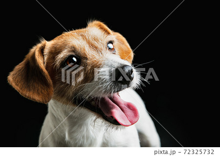Studio shot of Jack Russell Terrier dog isolated on black studio background Studio shot of Jack Russell Terrier dog isolated on black studio background 72325732