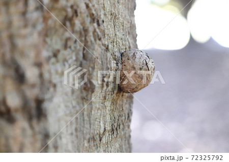 こぶ病 樹木の写真素材 [72325792] - PIXTA