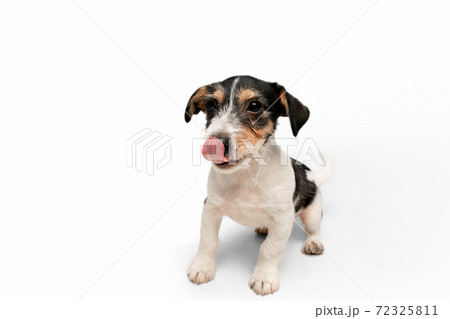 Studio shot of Jack Russell Terrier dog isolated on white studio background 72325811