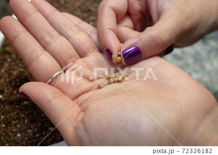 Herb seeds on a woman's hand palm with flowerpot on the background Herb seeds on a woman's hand palm with flowerpot on the background 72326182