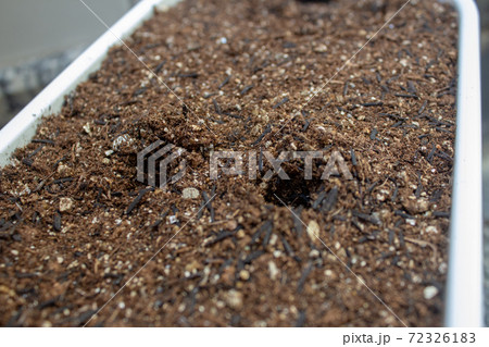 Holes on the soil of a home garden for planting some herbs Holes on the soil of a home garden for planting some herbs 72326183