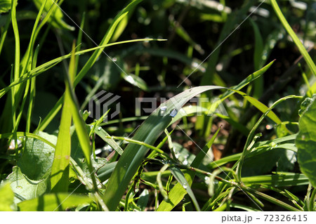 雑草の葉の上の雫 雑草の葉の上の雫 72326415