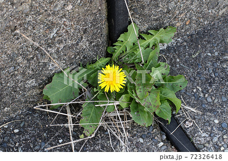 コンクリートに咲いたタンポポの花の写真素材