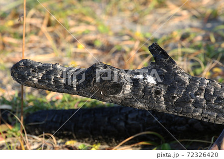 炭になった木材 炭になった木材 72326420