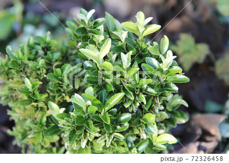 姫マサキ　パロマブランカ 72326458