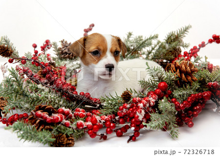 Cute and little doggy posing cheerful isolated on white background Cute and little doggy posing cheerful isolated on white background 72326718