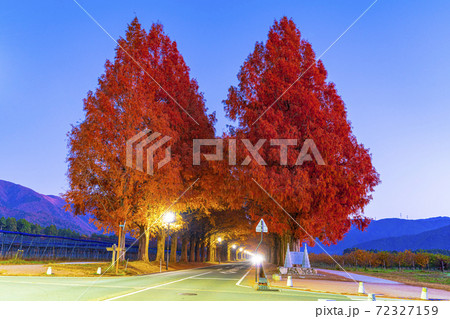 滋賀県　マキノ　メタセコイア並木　　 72327159