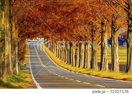 滋賀県 マキノ メタセコイア並木 滋賀県 マキノ メタセコイア並木 72327176