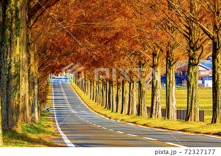 滋賀県　マキノ　メタセコイア並木　　 72327177