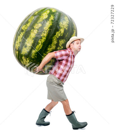 Funny gardener carrying a large watermelon. Funny gardener carrying a large watermelon. 72327229