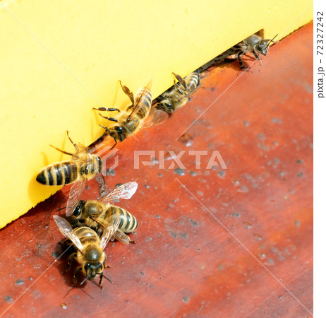 Bees fly to beehive, close up. Honey Bees (Apis mellifera) at the entrance to the apiary, macro view Bees fly to beehive, close up. Honey Bees (Apis mellifera) at the entrance to the apiary, macro view 72327242