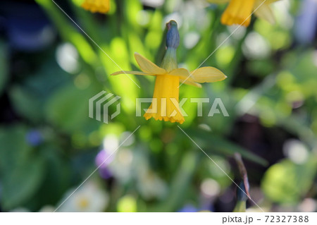 水仙の花　テータテート 72327388