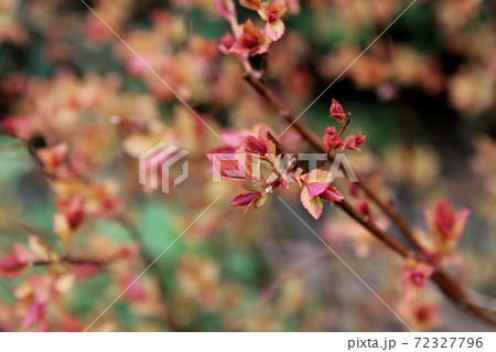 赤い葉が美しい春の黄金シモツケ ゴールドフレームの写真素材
