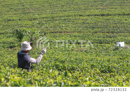 インドネシアの茶畑で働く男性 インドネシアの茶畑で働く男性 72328132