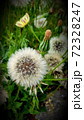 All steps of dandelion flower and fruit All steps of dandelion flower and fruit 72328247