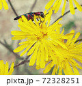 Iridescent insect on dandelion flowers Iridescent insect on dandelion flowers 72328251
