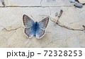 Blue butterfly on stone Blue butterfly on stone 72328253