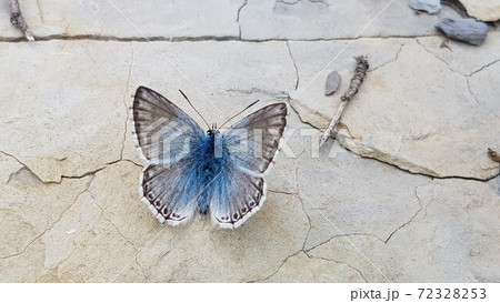 Blue butterfly on stone Blue butterfly on stone 72328253