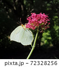Leaf green butterfly on pink flower Leaf green butterfly on pink flower 72328256