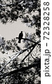 Poetic shadow silhouette of bird in black white and grey Poetic shadow silhouette of bird in black white and grey 72328258